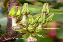 Ceropegia vincifolia